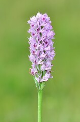 images of wild plants and flowers. wild orchid photos.