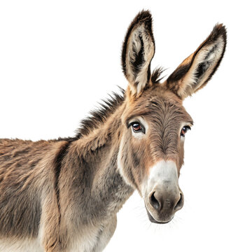 Realistic donkey portrait with expressive eyes and long ears in high-quality digital illustration capturing the gentle and hardworking nature of this beloved farm and pack animal in rustic settings