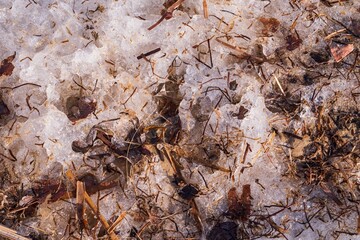 Melted spring ice on the river with dry vegetation. First thawed patches. Ice in spring. Texture of...