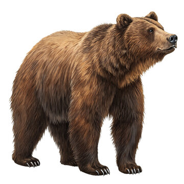 Majestic brown bear standing in profile isolated on white background ideal for wildlife photography nature conservation educational materials and stock imagery showcasing the strength of this wild pre