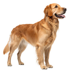 Beautiful golden retriever dog standing and looking happy isolated on white background perfect for pet lovers canine enthusiasts and stock photography showcasing loyal and friendly dogs