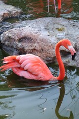 Beautiful Flamingos