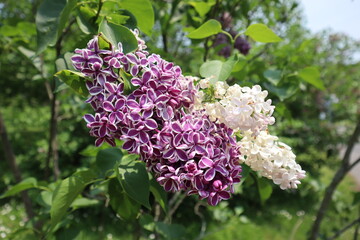 Purple Lilacs