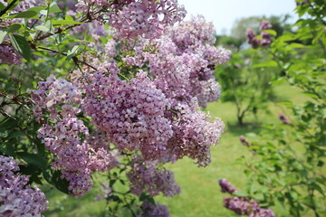 Lilacs in Summer