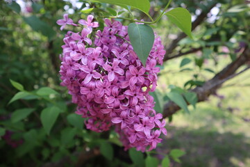 Purple Lilacs