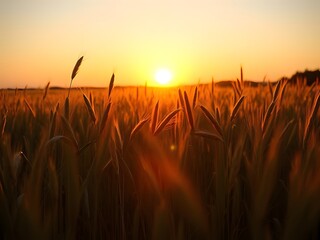Fototapeta premium Golden Sunset Over Wheat Field Beautiful Agricultural Landscape, Farming, Nature Background.