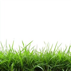 Fototapeta premium Green grass border on white background