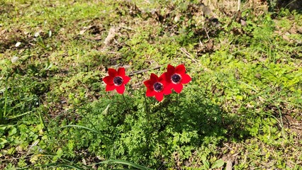 In March's embrace, the radiant red poppy anemones (Anemone coronaria) burst forth, heralding the...