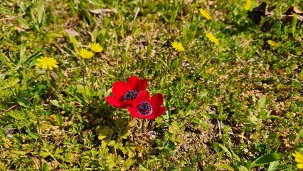 In March's embrace, the radiant red poppy anemones (Anemone coronaria) burst forth, heralding the...