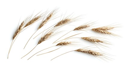 spikelets of wheat isolate on white background