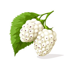 White Mulberry Icon – Vector Illustration of the Fresh Fruit
