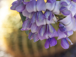 Cluster of Mountain Laurel blossoms with cactus behind in bokeh of  spring macro photo taken in Tucson, Arizona, United States