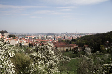 Fototapeta premium A beautiful spring view from Prague Castle, framed by cherry and apple blossoms in full bloom.