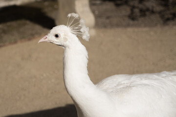 A striking image of a white peacock 