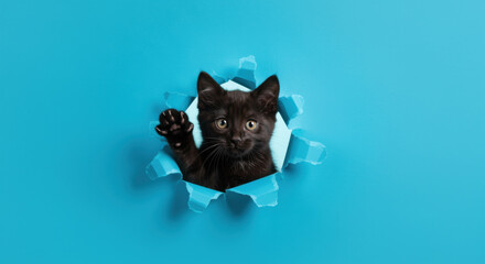 Curious black kitten peeking through torn blue paper, National Pet Day