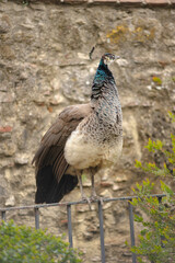 Peacock Bird on Metal Fence