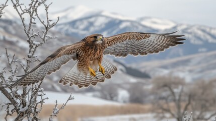 Obraz premium Winter Hawk Soaring Over Snowy Mountains
