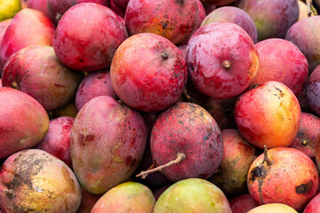 Mangifera indica - Mango tommy fruit in the traditional Colombian market