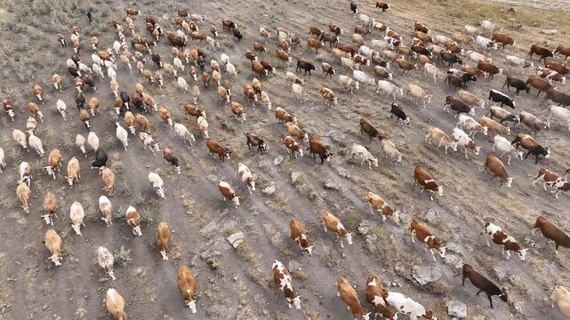 Aerial drone view of a huge herd of cows and young calves walking and grazing in a spring or summer meadow. Dairy farm. Cattle on a green field. Cow farm. Dairy production farm.