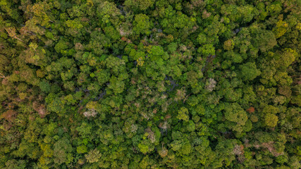 AERIAL IMAGES OF FLOODED FORESTS ON THE NANAY RIVER, A BLACKWATER RIVER OR IGAPO, AMAZON NEAR THE CITY OF IQUITOS
