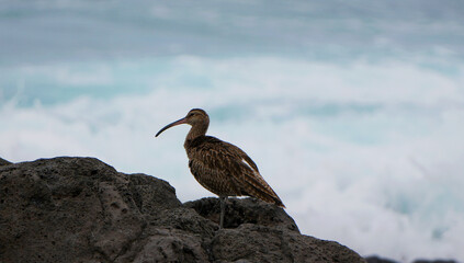 Brachvogel (Numenius arquata) auf Felsen an stürmischer Küste