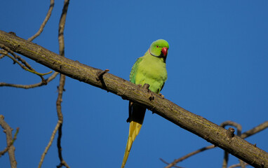 Halsbandsittich (Psittacula krameri) auf Ast vor blauem Himmel