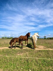 Obraz premium horse and foal