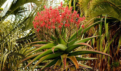 Farbenprächtige rote Pflanze mit markanten Blüten erstrahlt in sonniger Naturkulisse von Teneriffa