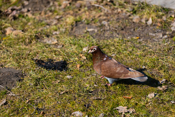 A Beautiful Brown Pigeon Strolling on the Ground Amidst the Lush Green Grass and Fallen Leaves in a Serene Environment Perfect for Bird Watching and Connecting with Nature