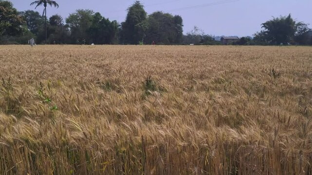 field of wheat in summer and man walking at the horizon far border of farmland.
