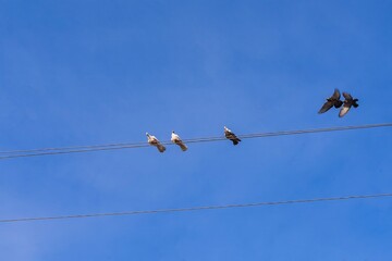 Dovecote pigeons sit on electric wires against the background of a blue cloudy sky. Dovecote. Birds in the sky.