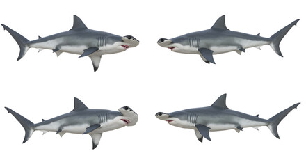 Four Hammerhead Sharks on Isolated White Background, Marine Life Concept