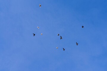 A flock of birds flies against the blue sky. Doves in the sky.