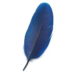 A single blue feather isolated on a white background with intricate details