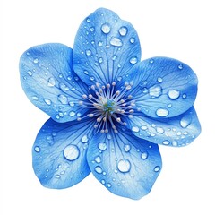 A vibrant blue flower, glistening with morning dew, stands out against a stark white background. The delicate petals and intricate details are beautifully captured.
