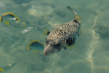 White-spotted puffer (Arothron hispidus) and Chaetodon melannotus in red sea in Egipt, Sharm...
