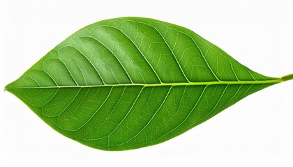 Obraz premium vibrant green leaf isolated on white background transparent background