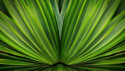 Obraz premium close up of glossy green leaves of foxtail agave abstract green leaves texture nature background