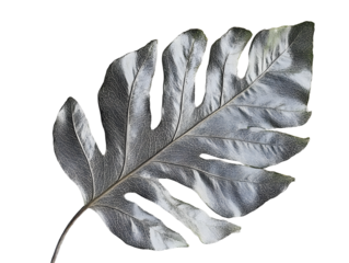big gray print plant leaf