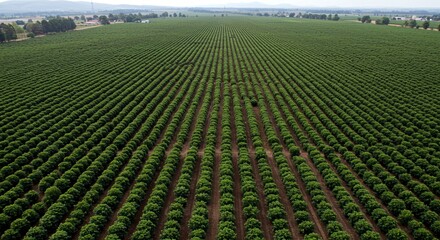 Coffee plantations arranged in long green rows.