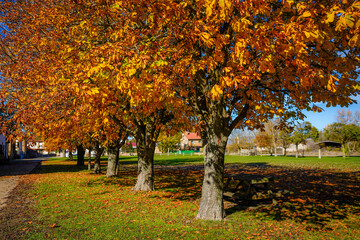 Naklejka premium The tree in the meadow in autumn
