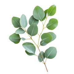 Fresh eucalyptus sprig, cut out. Isolated on a transparent background.