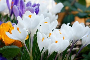 Crocus close-up of white, purple and orange blooming crocuses in a park in cologne in march