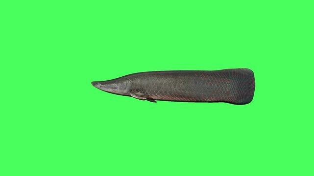 One Pez Fish are Coming Left side