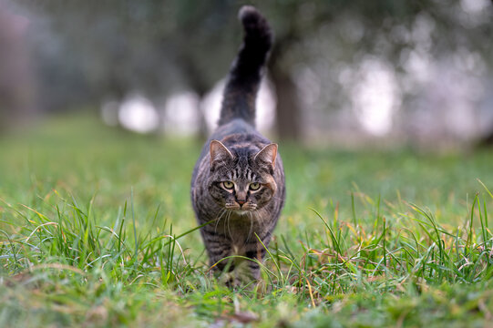 tabby cat looking at the camera walking with tail up in a meadow - Powered by Adobe
