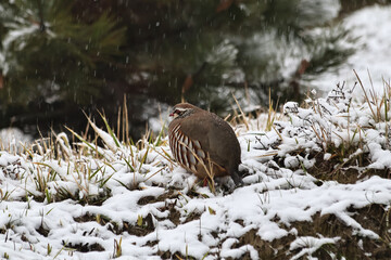 A wild quail standing in the snow-covered winter forest, blending into its natural surroundings. A close-up capturing delicate feather textures, crisp details, and the serene beauty of wildlife 