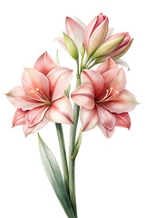 Fototapeta premium Pink Amaryllis Flowers with Green Leaves - A bouquet of pink amaryllis flowers with delicate petals and green leaves, beautifully arranged and isolated on a white background.