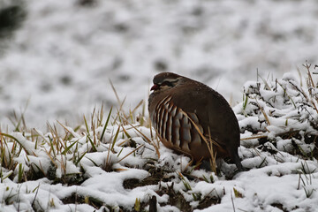 A wild quail standing in the snow-covered winter forest, blending into its natural surroundings. A close-up capturing delicate feather textures, crisp details, and the serene beauty of wildlife 