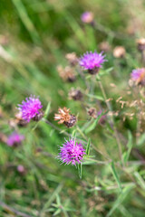 Thistle blooms in its environment