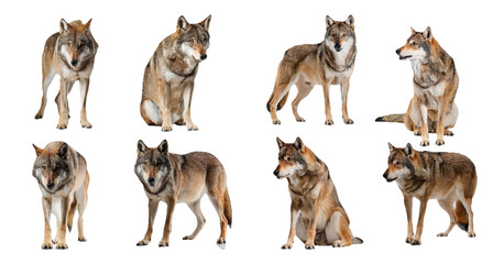 Fototapeta premium Set of nine wolves in different stances and actions isolated on transparent background